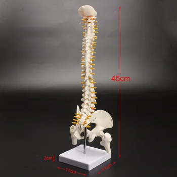 Cilvēka mugurkaula kaulu skeleta modelis 45cm sēdus pozas modeļa medicīnisko rehabilitāciju, apmācību, mugurkaula paraugs, cilvēka mugurkaula modelis