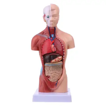 Cilvēka Ķermeņa Struktūras Modelis Anatomija Anatomijas Medicīnas Iekšējo Orgānu Mācību