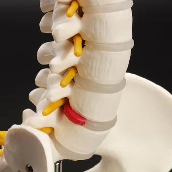 Cilvēka mugurkaula kaulu skeleta modelis 45cm sēdus pozas modeļa medicīnisko rehabilitāciju, apmācību, mugurkaula paraugs, cilvēka mugurkaula modelis